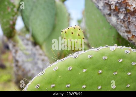 Photo rapprochée des pads géants opuntia (Opuntia galapageia) sur l'île de Santa Cruz, mise au point sélective, parc national des Galapagos, Équateur. Banque D'Images