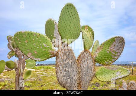 Photo rapprochée des pads géants opuntia (Opuntia galapageia) sur l'île de Santa Cruz, mise au point sélective, parc national des Galapagos, Équateur. Banque D'Images