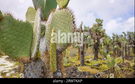 Photo rapprochée des pads géants opuntia (Opuntia galapageia) sur l'île de Santa Cruz, mise au point sélective, parc national des Galapagos, Équateur. Banque D'Images