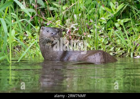 Loutre d'Europe (lutra lutra) sur la rivière Almond, Perthshire, Écosse, Royaume-Uni. Banque D'Images