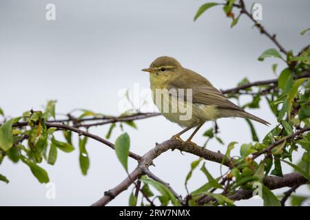 Paruline de saule (Phylloscopus trochilus) sur les rives de la rivière Almond, Perthshire, Écosse, Royaume-Uni. Banque D'Images