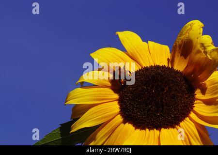 Gros plan abeille cardeuse commune (Bombus pascuorum), famille des Apidae sur tournesol commun (Helianthus annuus). Ciel bleu. Fin de l'été, septembre, pays-Bas Banque D'Images