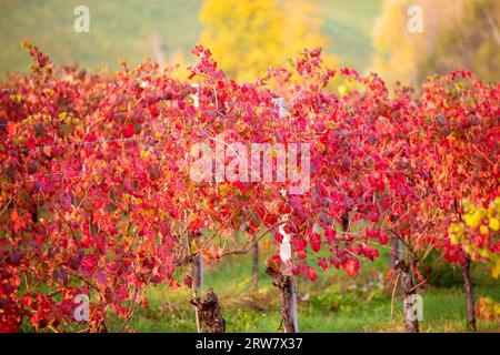 Rangées de vignes avec des feuilles orange rouges et jaunes au coucher du soleil.vignes de vigne en automne .Lambrusco vignobles Castelvetro, province de Modène, Emilie Romagne Banque D'Images