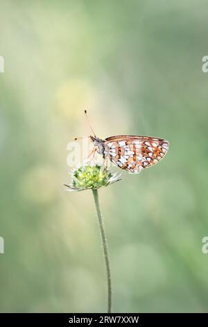 Une macro du petit papillon fritillaire bordé de perles ( Boloria Selene ) perché sur une fleur fanée, fond de bokeh vert pastel rêveur Banque D'Images