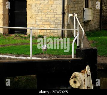 La station de pompage sur le canal Kennet et Avon à Widcombe Bottom Lock, ville de Bath, héron gris - Ardea cinerea - chasse dans l'écluse Banque D'Images