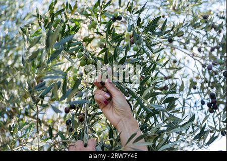 Vue de dessous de la main femelle cueillant des olives vertes et noires mûres poussant sur un olivier. Banque D'Images