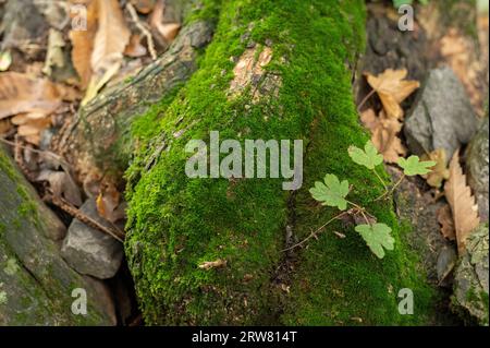 Mousse et sous-bois en automne, vallée de Stura, Cuneo, Piémont, Italie Banque D'Images