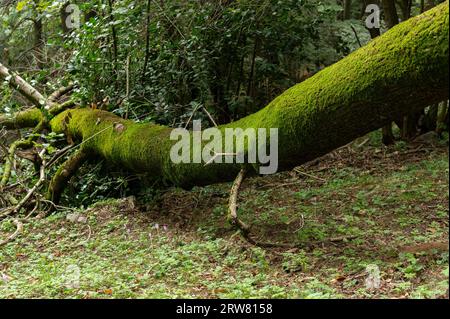 Mousse et sous-bois en automne, vallée de Stura, Cuneo, Piémont, Italie Banque D'Images