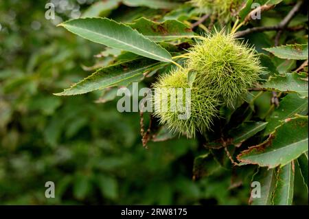 Sous-bois marrons d'automne dans les Alpes Maritimes, vallée de la Stura, Cuneo, Piémont, Italie Banque D'Images