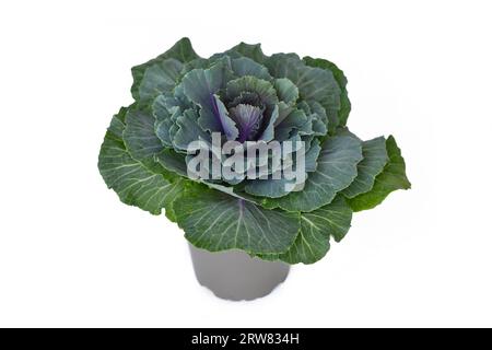 Chou ornemental dans un pot de fleur sur fond blanc Banque D'Images