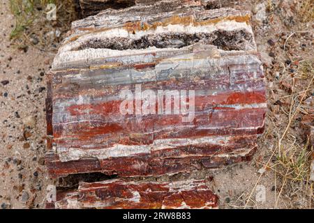 Le bois pétrifié date de la fin du Trias, il y a environ 225 millions d'années. Parc national de la forêt pétrifiée, Arizona, États-Unis Banque D'Images