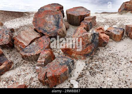 Arbres tombés pétrifiés de la fin du Trias, il y a environ 225 millions d'années. Parc national de la forêt pétrifiée, Arizona, États-Unis Banque D'Images