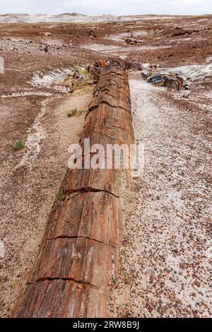 Arbre pétrifié de la fin du Trias, il y a environ 225 millions d'années. Parc national de la forêt pétrifiée, Arizona, États-Unis Banque D'Images