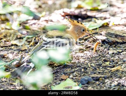 Le frappant Hoopoe, Upupa epops, un oiseau eurasien au plumage distinctif, orne les espaces extérieurs de Madrid, en Espagne. Banque D'Images