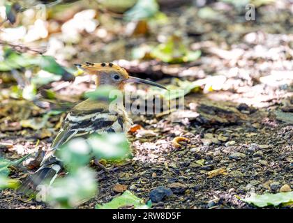 Le frappant Hoopoe, Upupa epops, un oiseau eurasien au plumage distinctif, orne les espaces extérieurs de Madrid, en Espagne. Banque D'Images