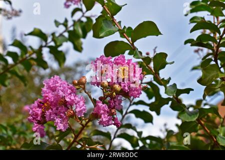 Fleurs de colza (Lagerstroemia indica) sur l'arbre Banque D'Images