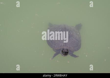 Un glisseur d'étang (Trachemys scripta), une tortue semi-aquatique originaire des États-Unis et du Mexique, mais répandue comme une espèce étrangère en Europe, Parme, Italie Banque D'Images