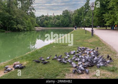 Troupeau de pigeons sur la rive de l'étang ('peschiera') du parc historique Parco Ducale (16e siècle) au printemps, Parme, Emilie-Romagne, Italie Banque D'Images