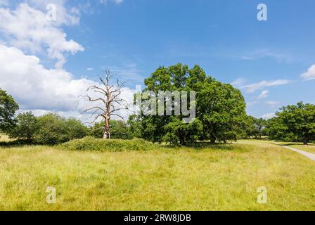 Un squelette vivant et mort d'un chêne (Quercus robur) dans un parc dans le Surrey, dans le sud-est de l'Angleterre par une journée ensoleillée avec un ciel bleu et des nuages Banque D'Images