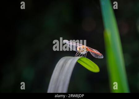 Mâle rouge mature dard commun (Sympetrum striolatum) au repos perché sur une feuille à un étang sur Horsell Common, Woking, Surrey, sud-est de l'Angleterre Banque D'Images