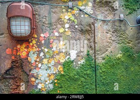Un mur de béton vieilli, portant de la vieille gomme, de la mousse et du lichen, raconte l'histoire du passage du temps. Banque D'Images