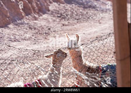 Lamas Mirador El Porito dans la station balnéaire de Purmamarca dans la province de Jujuy en Argentine en 2023. Banque D'Images