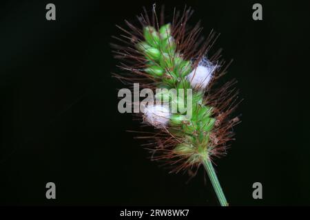 Coquilles de cocon d'insectes sur plantes sauvages, Chine du Nord Banque D'Images