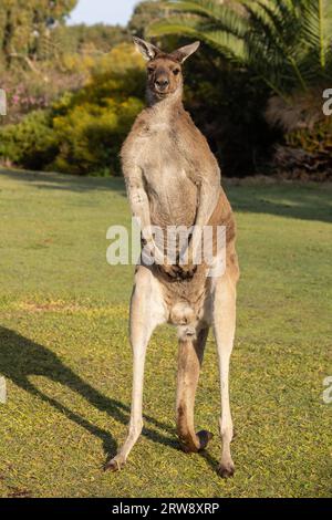 Mâle ou Buck Western Grey Kangourou debout sur les pattes arrière et la queue en position de défense Banque D'Images