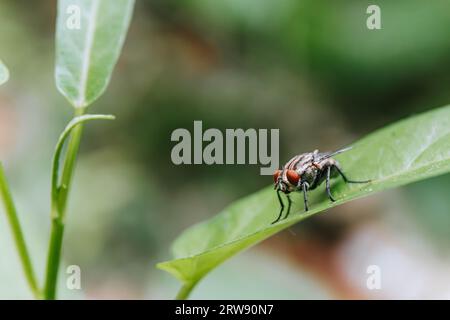 Macro plan d'une mouche perchée sur une feuille avec un fond bokeh Banque D'Images