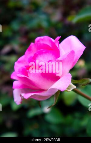 La fleur de rose, symbole indéniable de l'amour et de la passion, ensorcelera les passionnés de nature par sa beauté quintessence et sa grâce inégalée. Banque D'Images