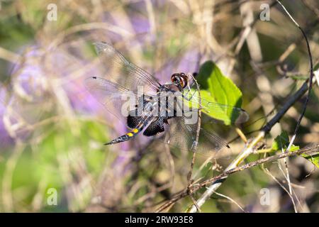 Gros plan de Black Saddlebags Dragonfly perché sur une branche feuillue pendant la migration d'automne, Ontario, Canada Banque D'Images