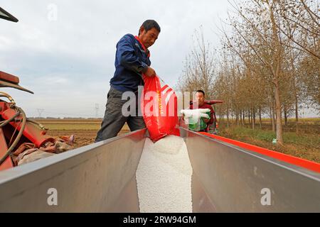 COMTÉ de LUANNAN, Chine - 13 octobre 2021 : les agriculteurs ajoutent de l'engrais à la planteuse, dans le nord de la Chine Banque D'Images