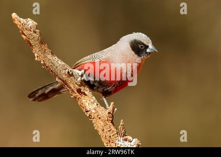 Un petit cirbill à face noire (Estrilda erythronotos) perché sur une branche, Afrique du Sud Banque D'Images