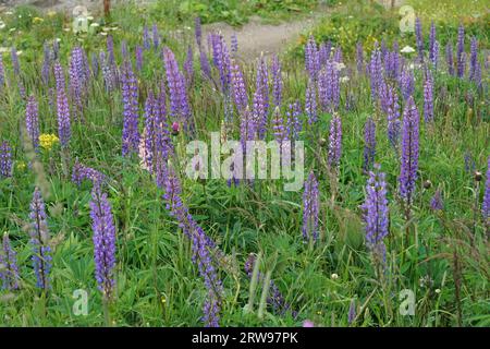 Vue de paysage coloré sur une agrégation de lupins à grandes feuilles à floraison bleue, Lupinus polyphyllus Banque D'Images