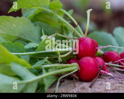 Récolté, un bouquet de Cherry Belle Radiishes rouges avec des sommets verts feuillus, récolte tirée frais du sol de jardin de légumes dans lequel ils poussaient Banque D'Images