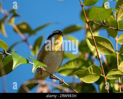 Oiseau pardalote strié perché dans un arbre vert feuillu de Lilly Pilly, fond de ciel bleu Banque D'Images