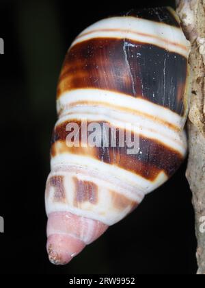 Escargot identifié comme Liguus fasciatus astanéozonatus dans le parc national des Everglades, Floride, États-Unis Banque D'Images