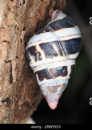 Escargot identifié comme Liguus fasciatus astanéozonatus dans le parc national des Everglades, Floride, États-Unis Banque D'Images