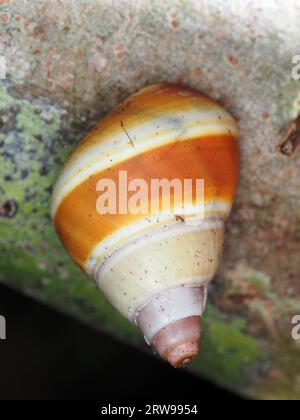 Escargot identifié comme Liguus fasciatus roseatus dans le parc national des Everglades, Floride, États-Unis Banque D'Images