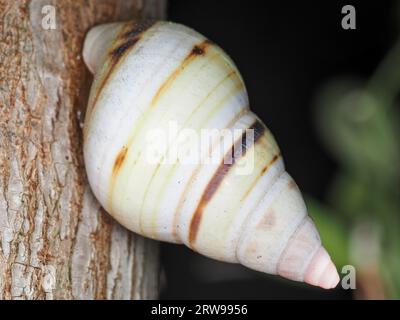 Escargot identifié comme Liguus fasciatus walkeri dans le parc national des Everglades, Floride, États-Unis Banque D'Images