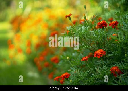 Les soucis orange et rouges poussent dans le jardin ornemental floral d'été, foyer sélectif. Les fleurs colorées poussent sur le parterre de fleurs. Banque D'Images