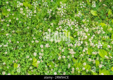 Champ vert avec beaucoup de fleurs blanches de trèfle en vue de dessus vers le bas sur l'herbe de printemps vibrante. Beaucoup de petites fleurs blanches de trèfle en vue de dessus de la prairie. Ressort f Banque D'Images