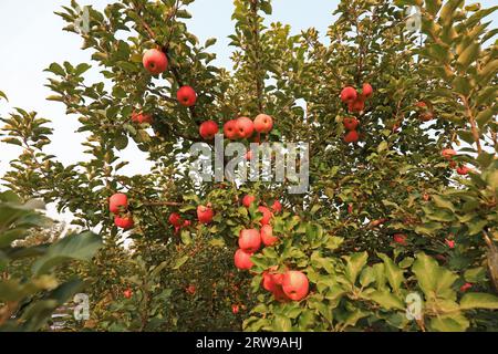 Pommes Fuji rouges mûres sur branches, Chine du Nord Banque D'Images