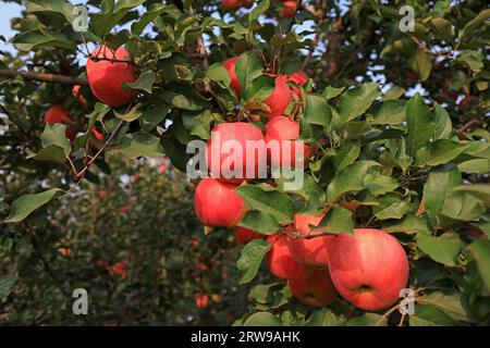 Pommes Fuji rouges mûres sur branches, Chine du Nord Banque D'Images