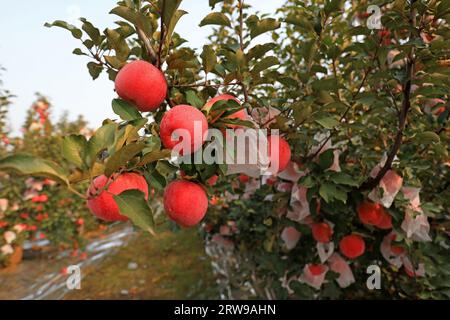 Pommes Fuji rouges mûres sur branches, Chine du Nord Banque D'Images