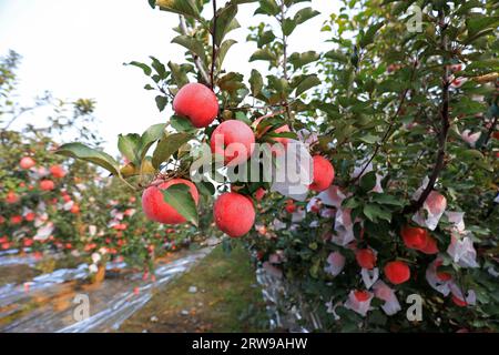 Pommes Fuji rouges mûres sur branches, Chine du Nord Banque D'Images