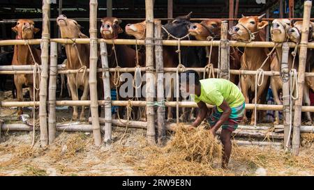 Marché aux vaches photo 4k de Ruhitpur, Bangladesh, le 5 septembre 2022 Banque D'Images