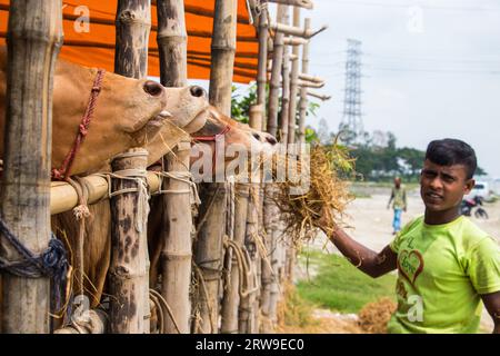 Marché aux vaches photo 4k de Ruhitpur, Bangladesh, le 5 septembre 2022 Banque D'Images