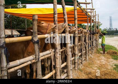 Marché aux vaches photo 4k de Ruhitpur, Bangladesh, le 5 septembre 2022 Banque D'Images