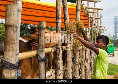 Marché aux vaches photo 4k de Ruhitpur, Bangladesh, le 5 septembre 2022 Banque D'Images